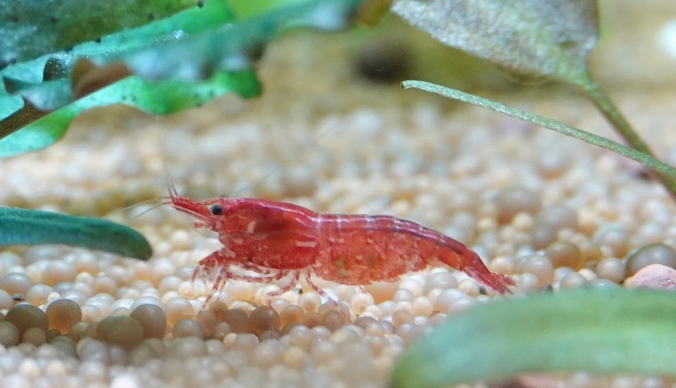 Vuurgarnalen (neocaridina garnalen)🦐, Dieren en Toebehoren, Kreeft, Krab of Garnaal