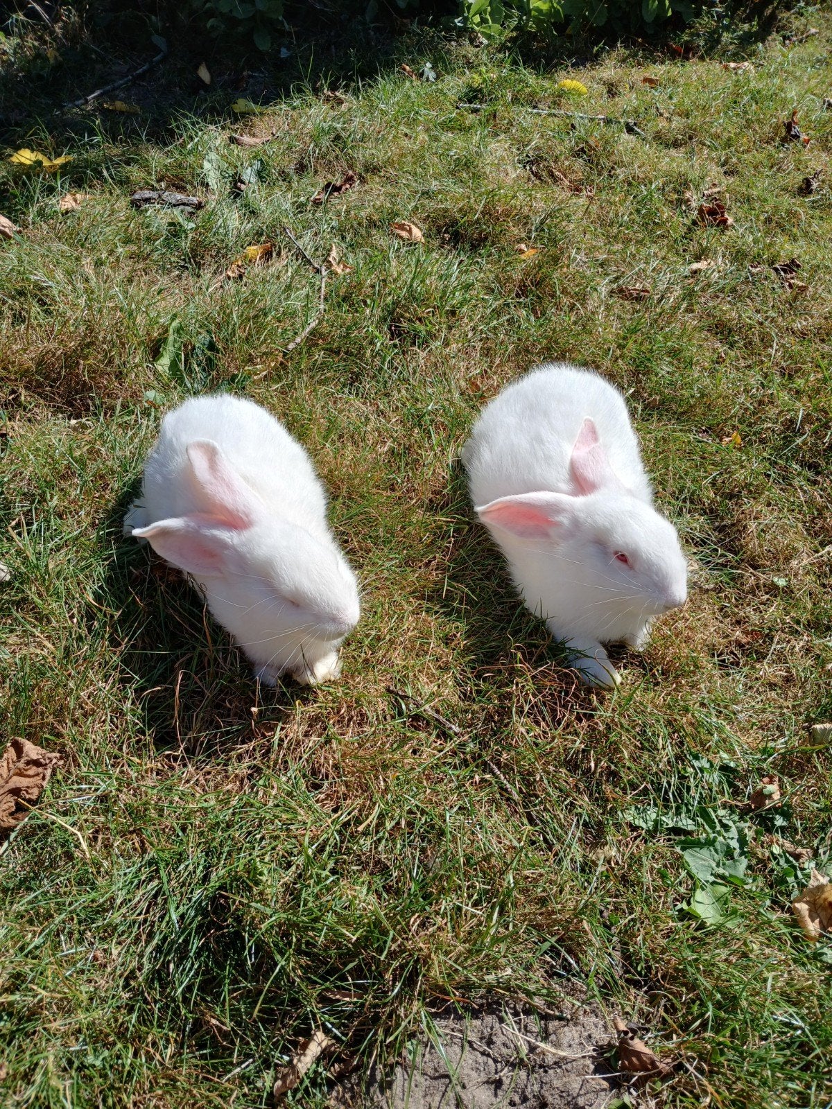 2 witte duitse reus voedsters, Vrouwelijk, Groot, 0 tot 2 jaar