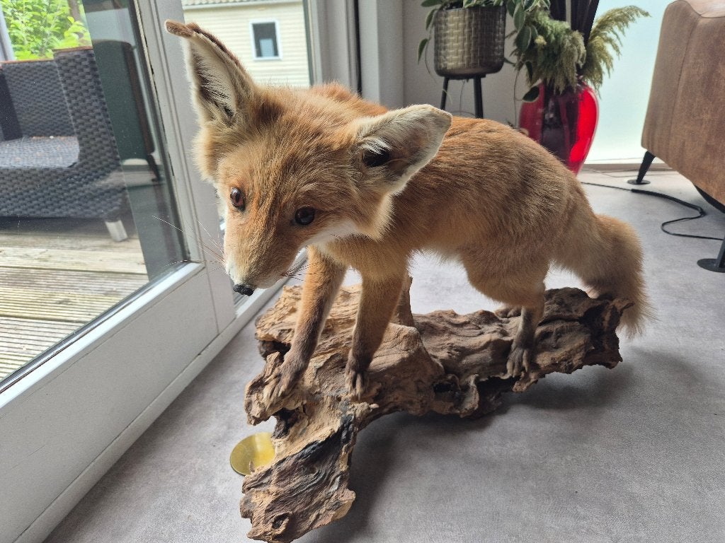 Prachtig opgezette vos op grote houten boomstronk, Ophalen, Zo goed als nieuw, Wild dier, Opgezet dier