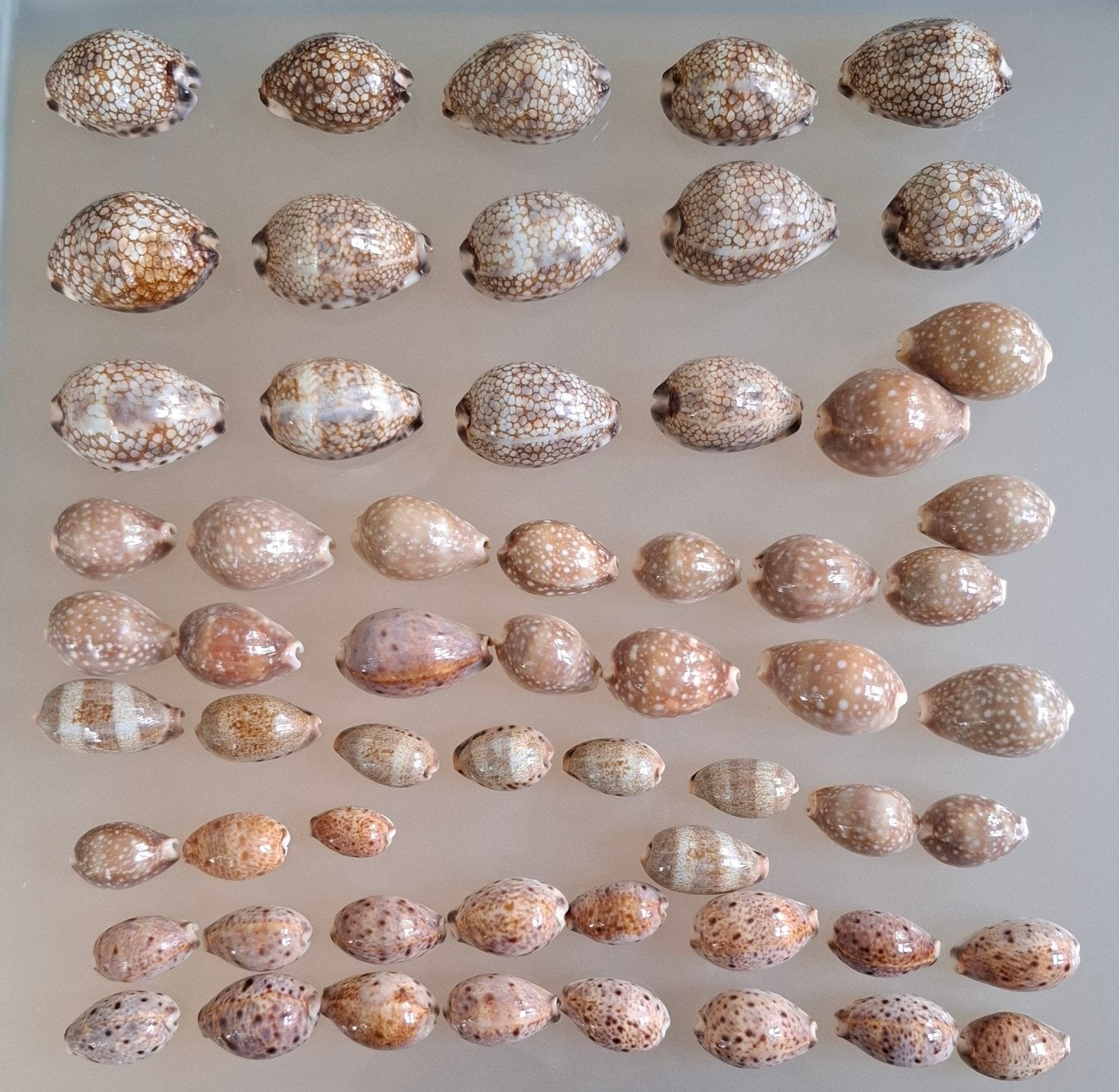 Prachtige partij Kauri schelpen (3-6 cm) –  59 stuks, Ophalen of Verzenden, Zo goed als nieuw, Overige typen
