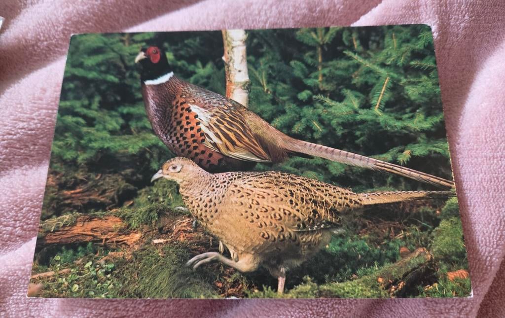 Fazanten, Verzenden, Gelopen, Vogel