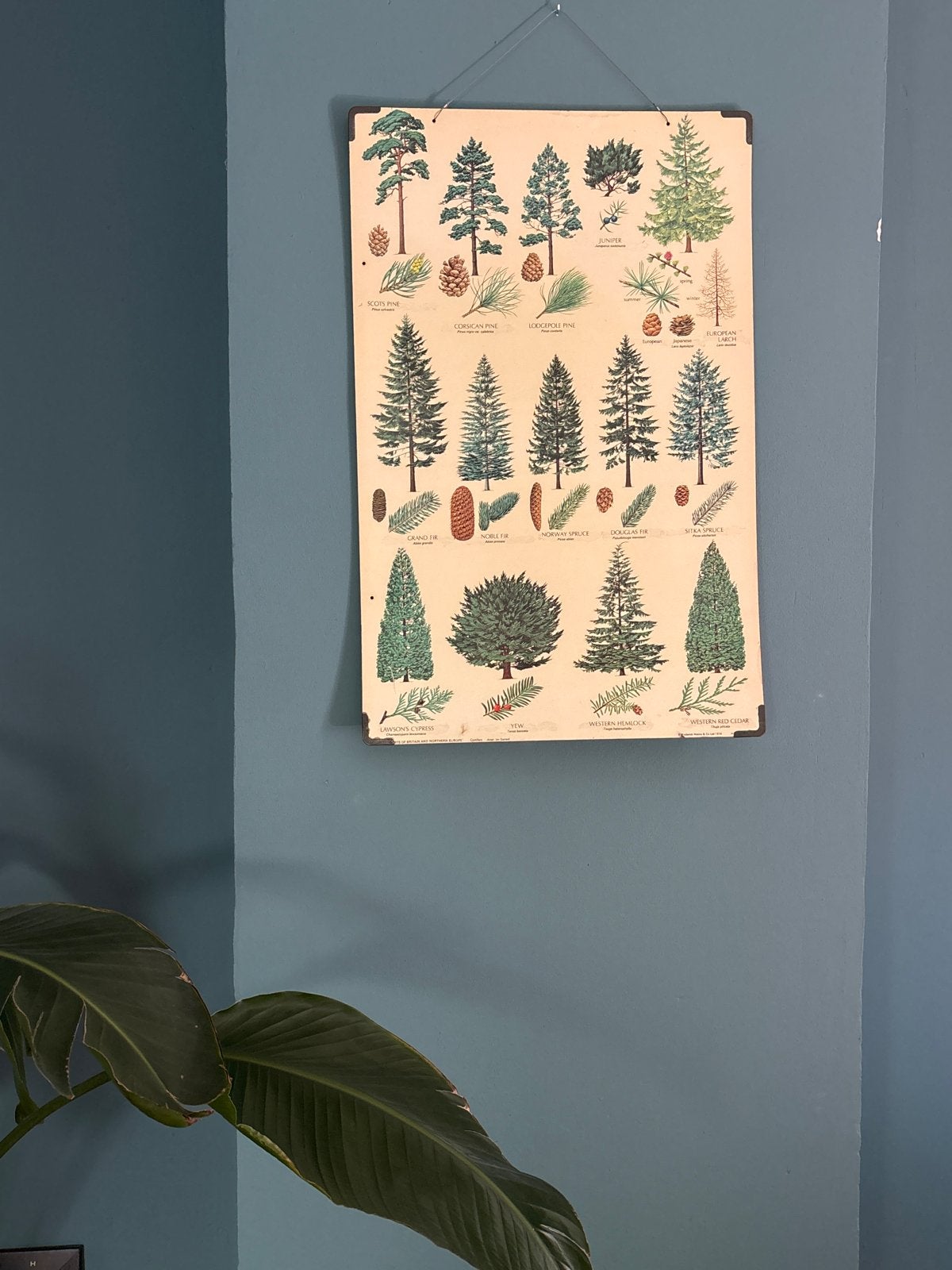 Vintage Botanische Poster: Naaldbomen en Coniferen, Ophalen, Natuur en Biologie