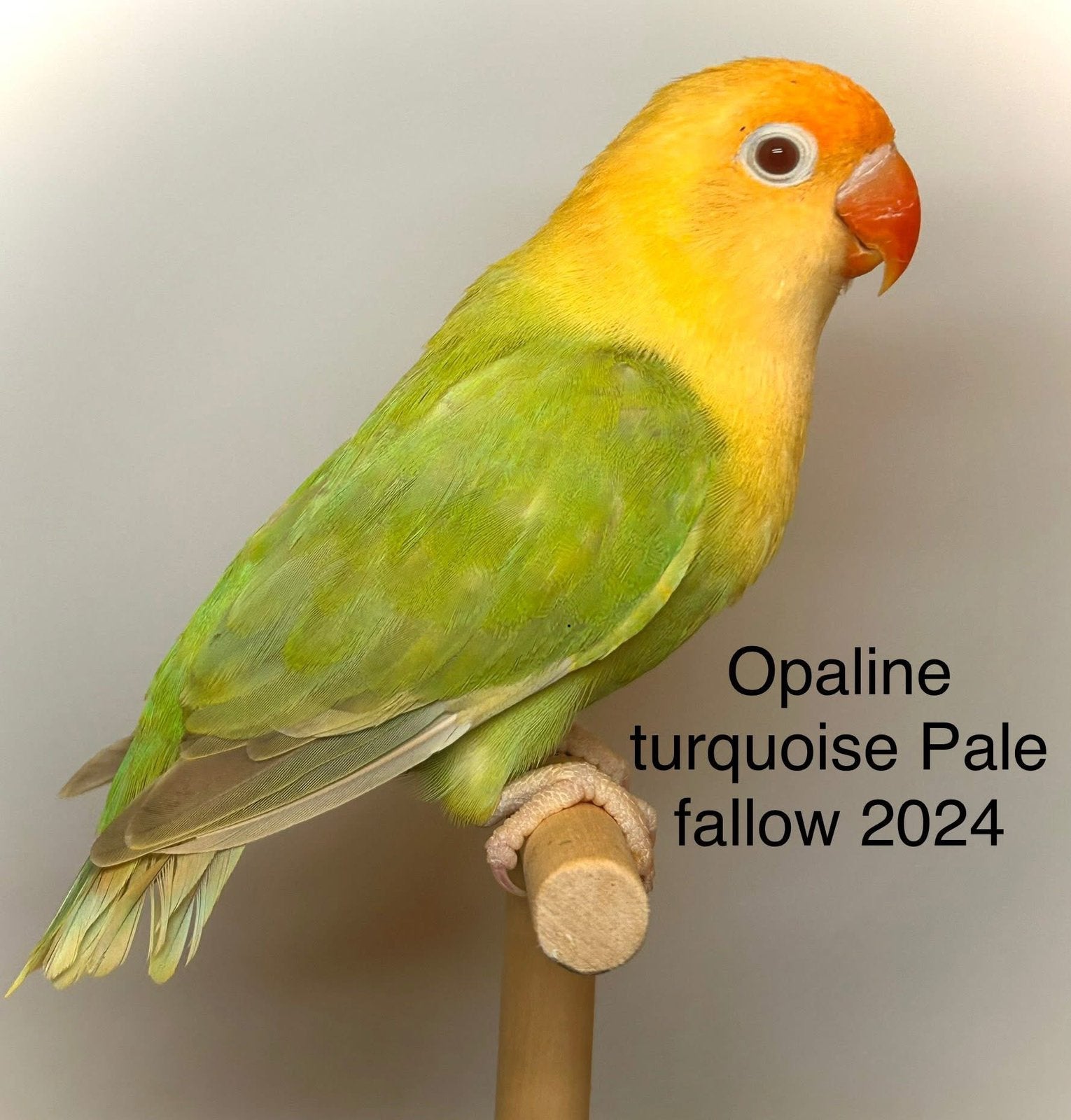 Opaline B1B2 pale fallow, Vrouwelijk, Dwergpapegaai of Agapornis, Geringd