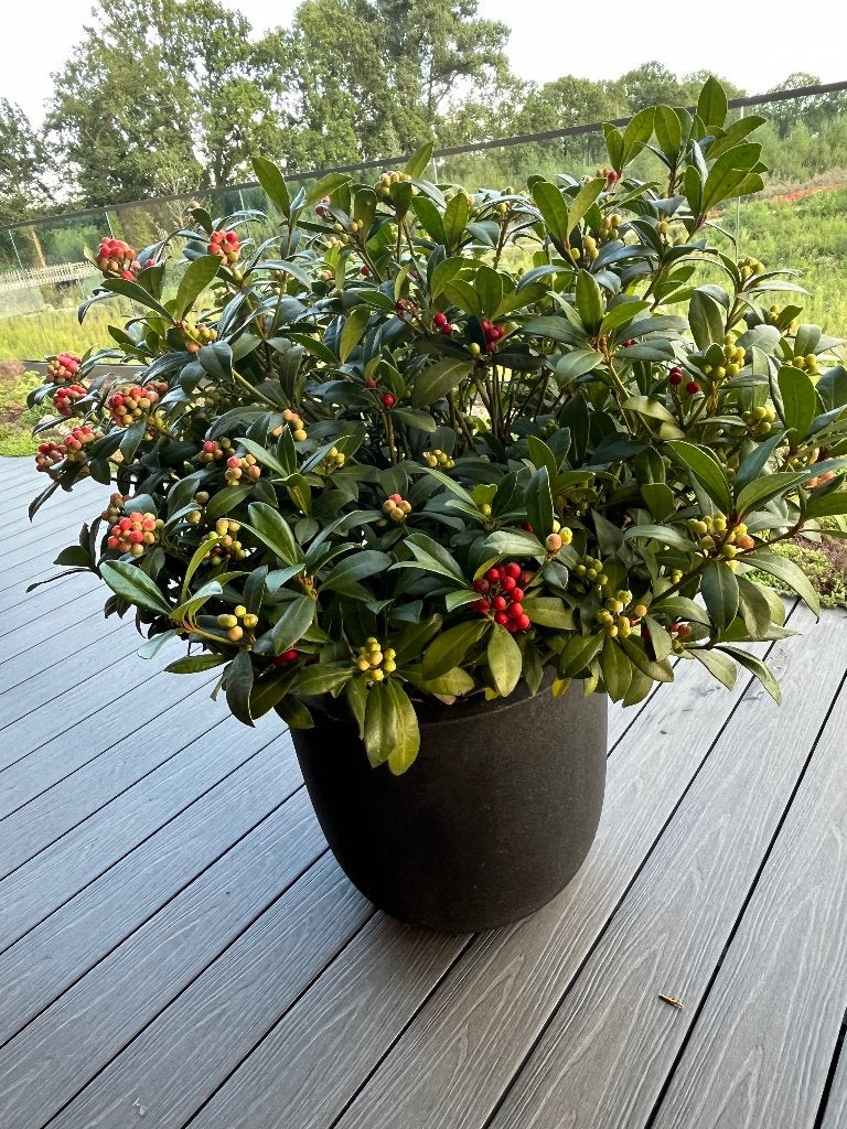 Skimmia Japonica incl. Urban smooth egg bloembak, Vaste plant, Halfschaduw, Winter, Ophalen