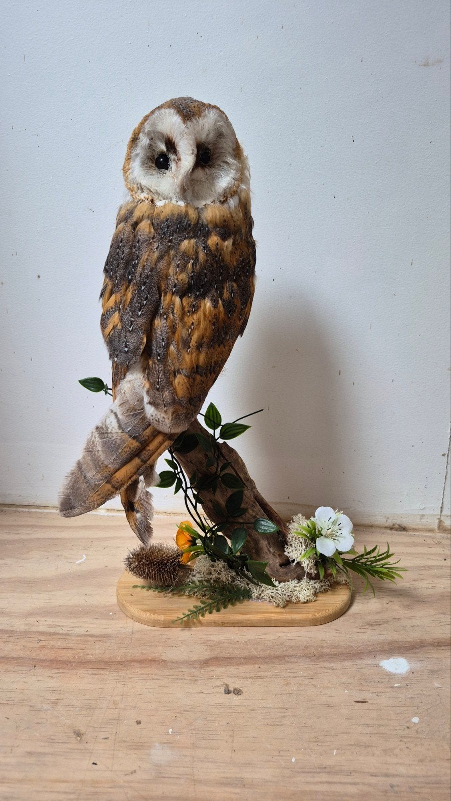 Prachtige Opgezette Uil Nieuwstaat!, Ophalen of Verzenden, Zo goed als nieuw, Vogel, Opgezet dier