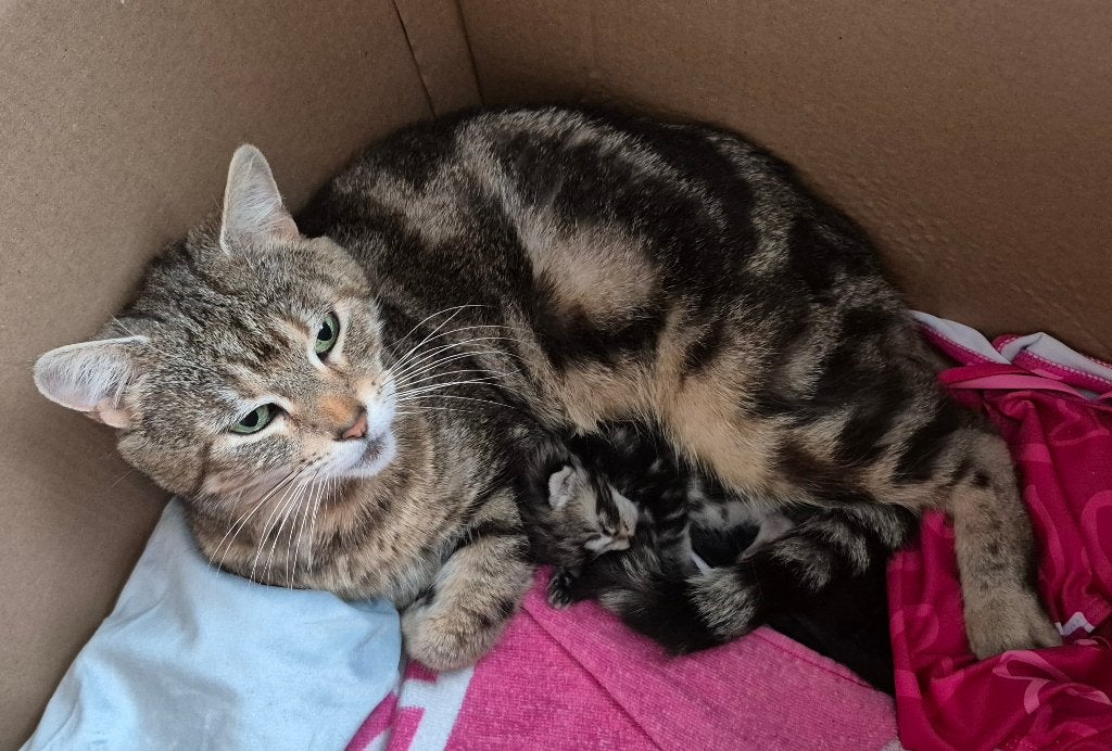 savannah kitten, Dieren en Toebehoren, Katten en Kittens | Raskatten | Korthaar, Geslacht onbekend, 0 tot 2 jaar