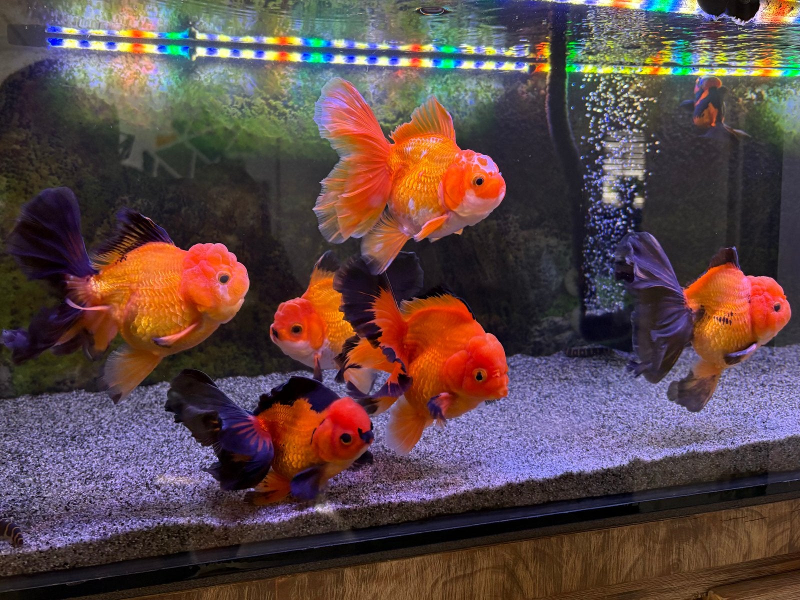 Oranda Leeuwenkoppen 7x Longtail HQ – China, Vis, Zoetwatervis