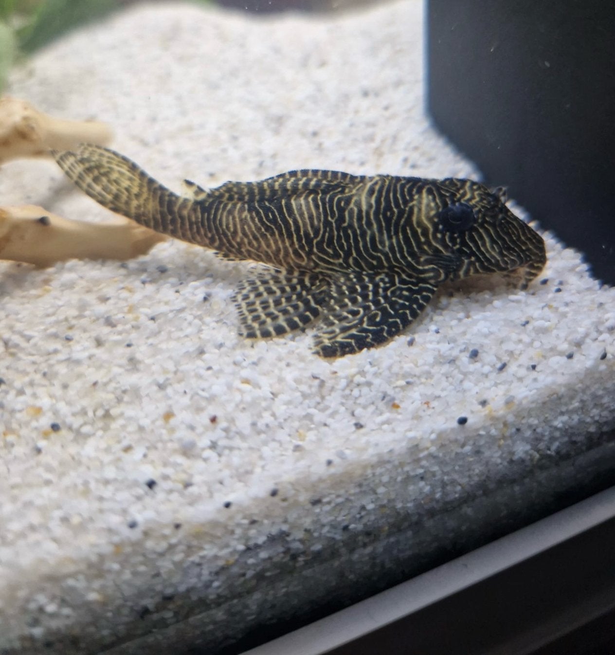 L260 Queen Arabesque Pleco, Vis