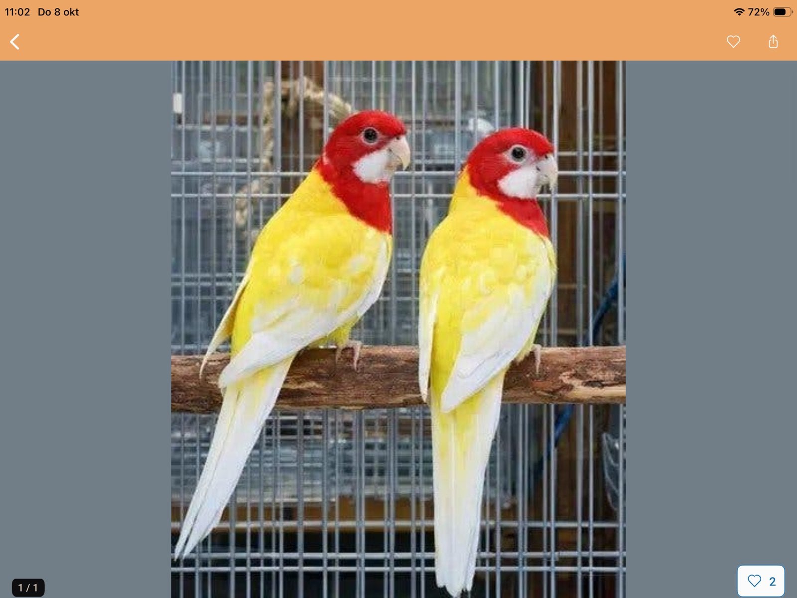 Lutino rosella man gezocht, Mannelijk, Parkiet