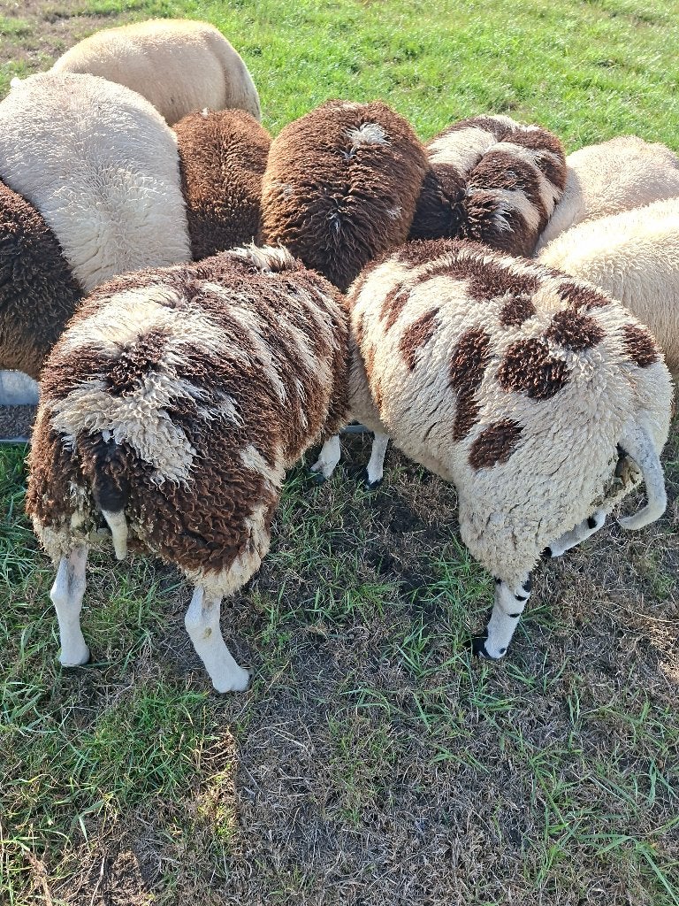 mooie dek rammen, Dieren en Toebehoren, Schapen, Geiten en Varkens, Mannelijk, Schaap, 0 tot 2 jaar
