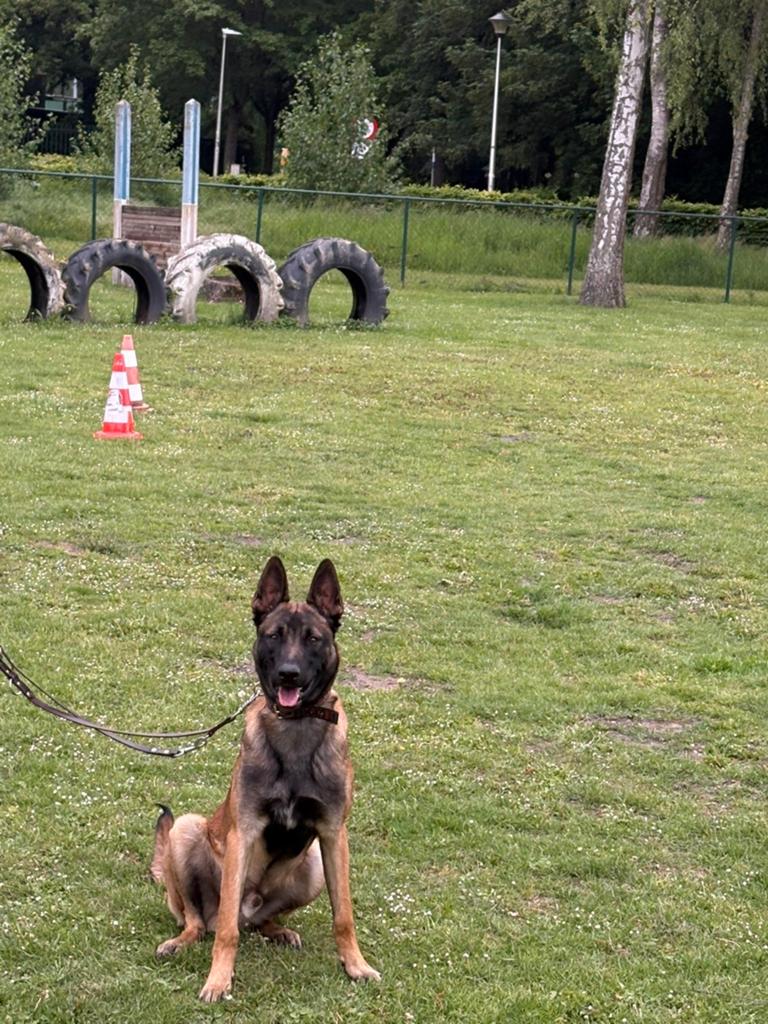 Mechelse herder pup 9 maanden oud, België, Particulier, 15 weken tot 1 jaar, Reu