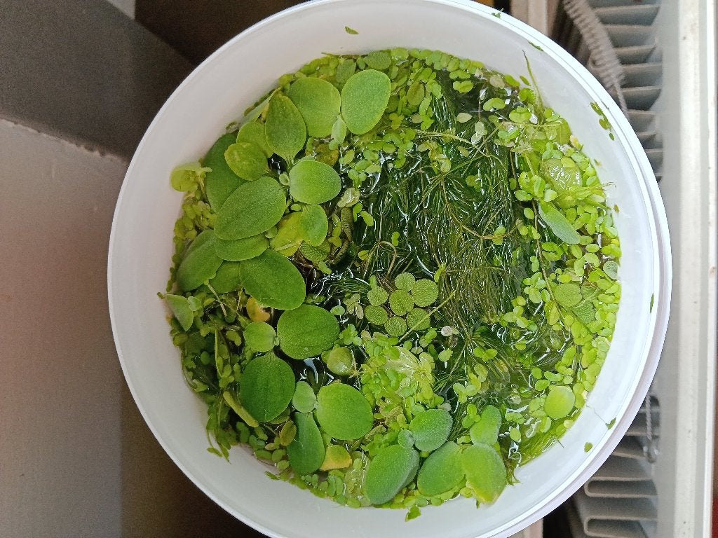 Drijfplantjes en hoornblad kan ook in de vijver 🌱, Dieren en Toebehoren, Overige typen, Zoetwatervis
