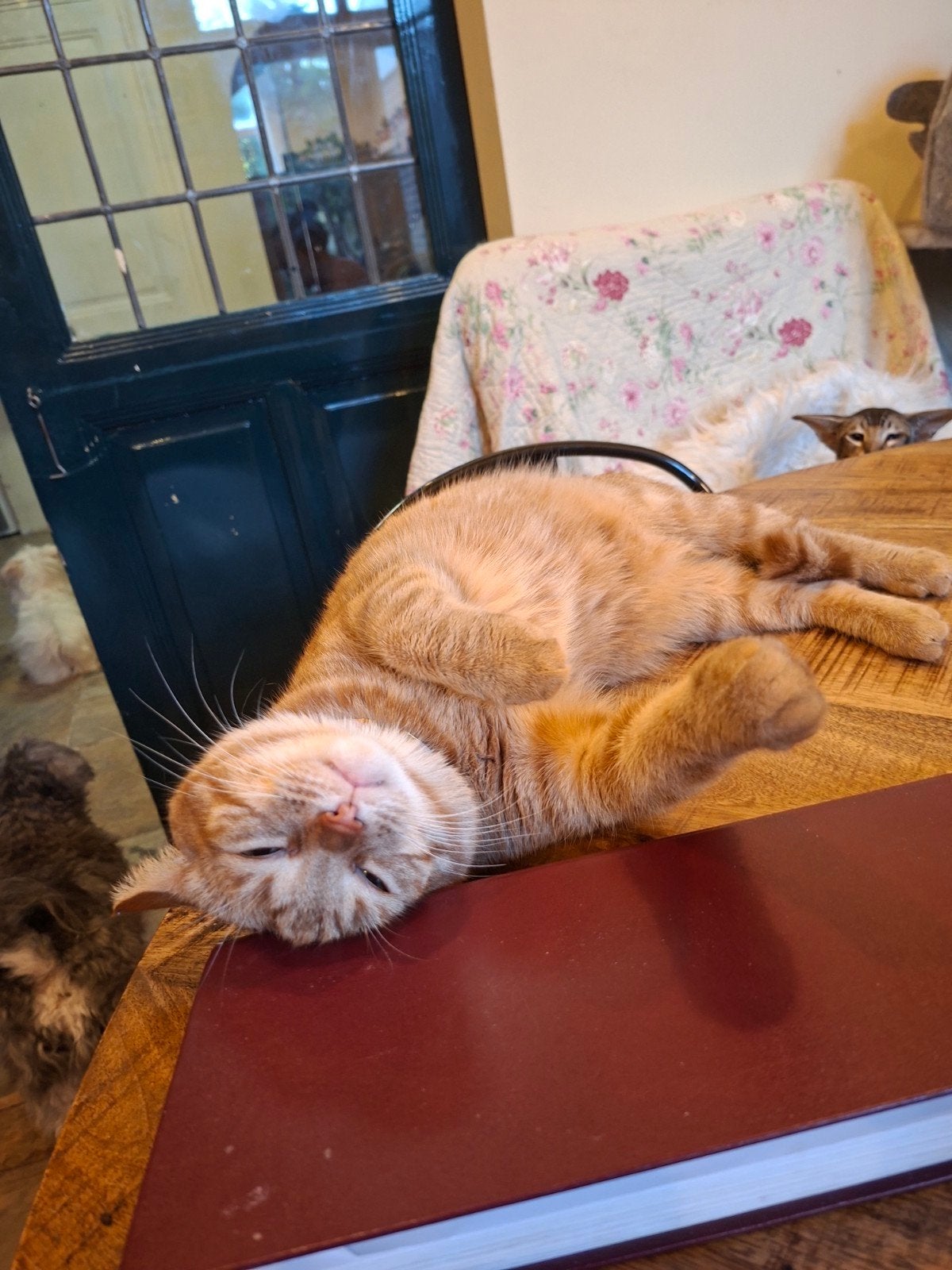 shushi 2 year old look new home