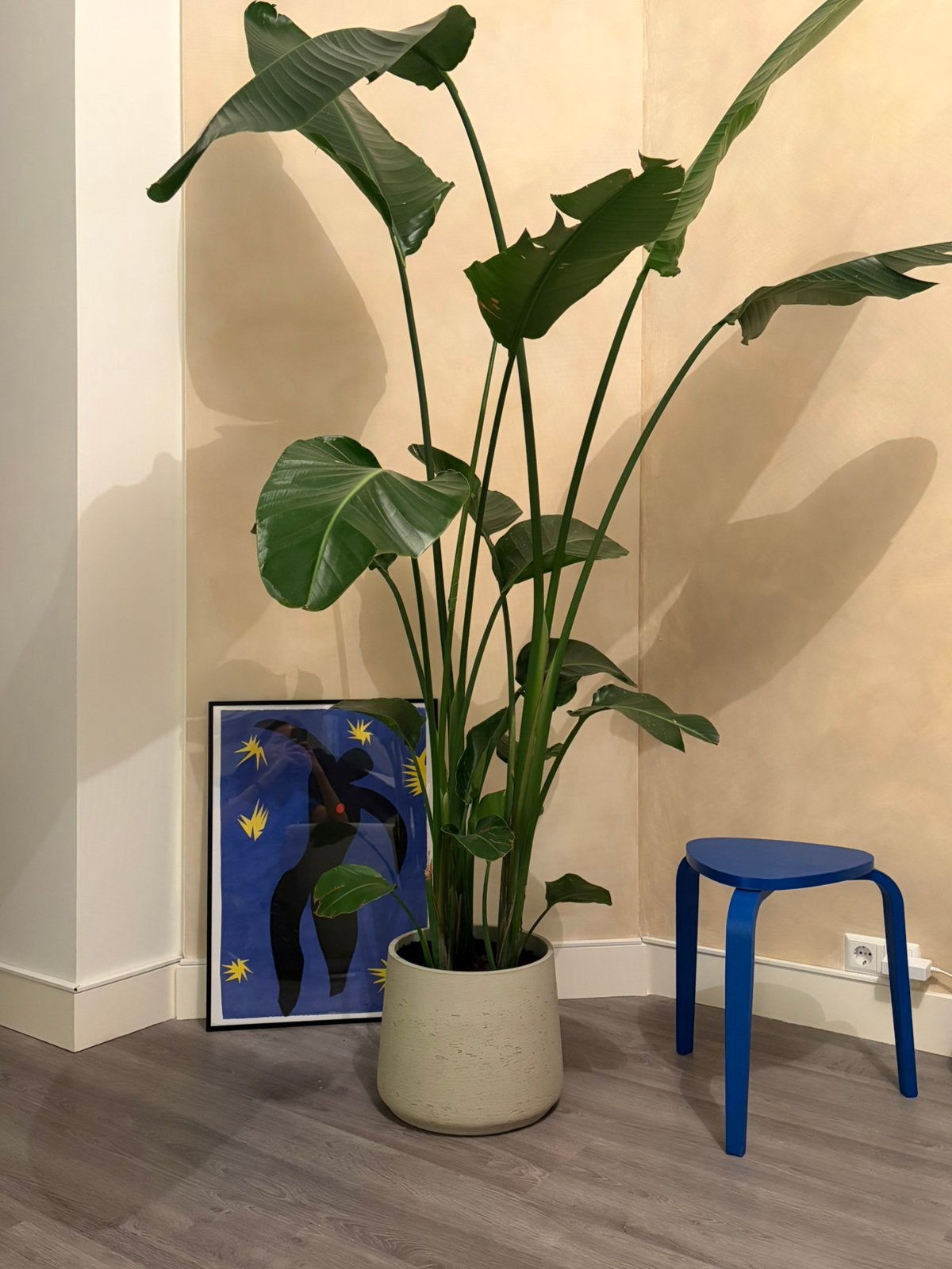 Strelitzia XL met pot, Huis en Inrichting, Ophalen of Verzenden, In pot, Halfschaduw, Minder dan 100 cm