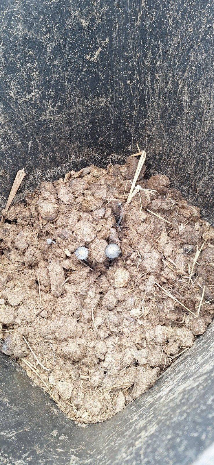 paardenmest, Tuin en Terras, Aarde en Mest, Ophalen, Tuinaarde