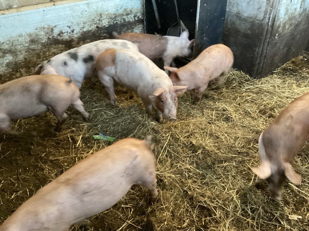 husumer / Pitrain biggen begin augustus geboren €.120,- incl, Dieren en Toebehoren, Meerdere dieren, Varken, 0 tot 2 jaar