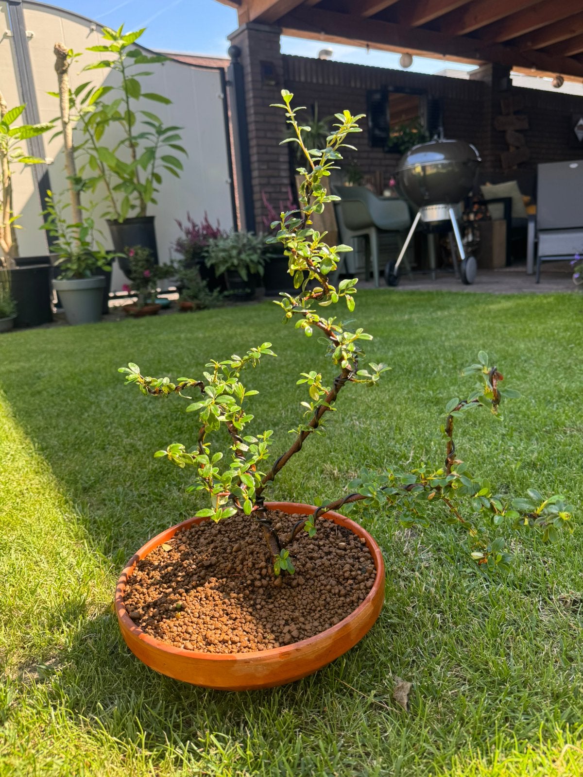 Cotoneaster bonsai, Tuin en Terras, Halfschaduw, Overige soorten, Lente, Minder dan 100 cm