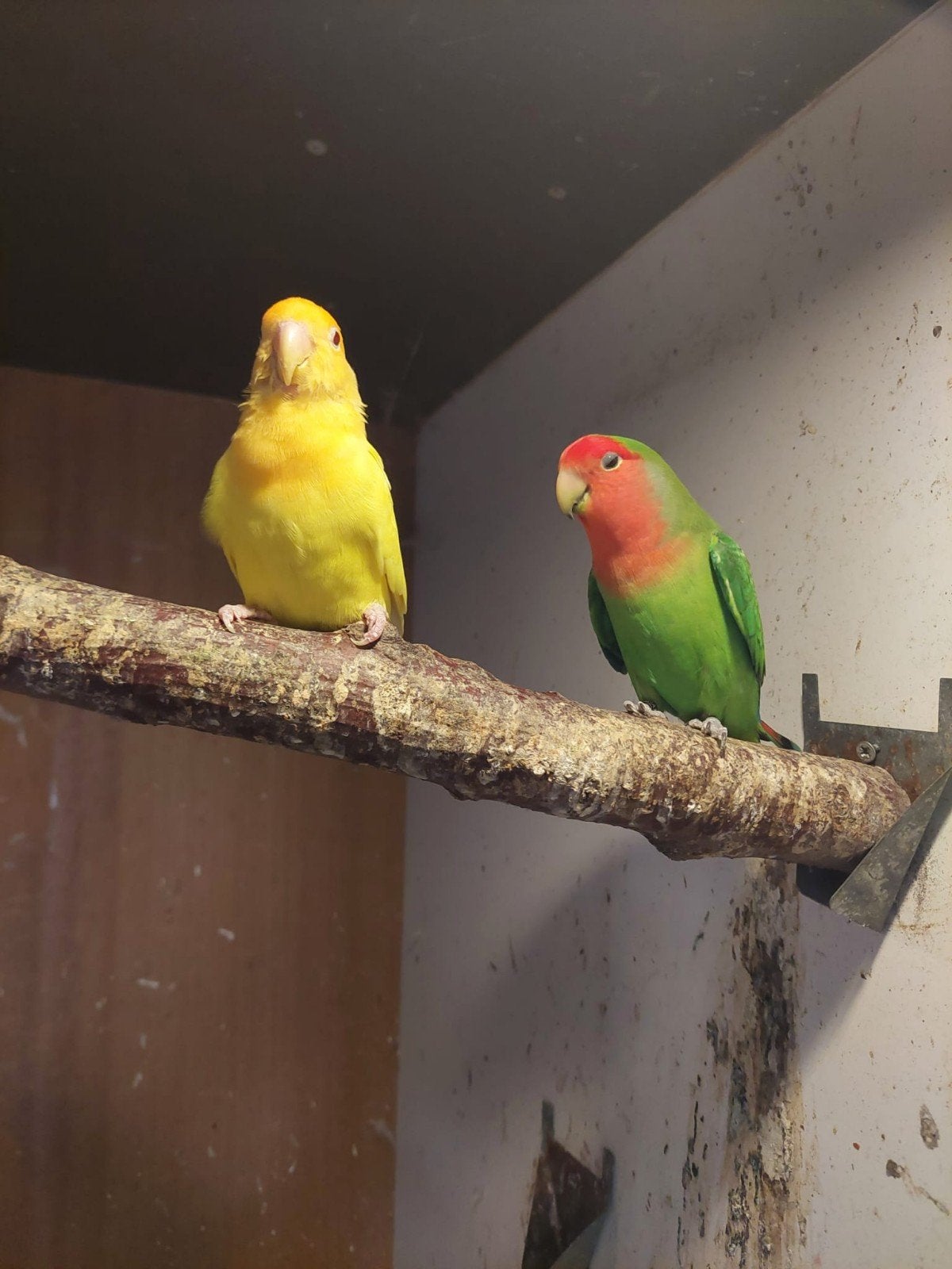 Agaporniden dwergpapagaaien, Dieren en Toebehoren, Meerdere dieren, Parkiet