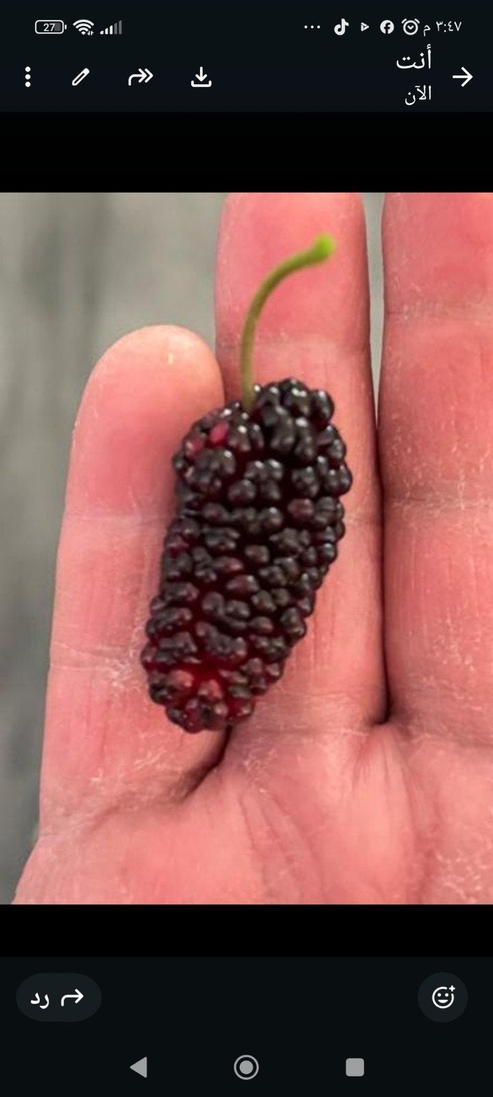 Zure en heerlijke zwarte bessenplant uit Turkije, Tuin en Terras, Planten | Tuinplanten, Volle zon, Vaste plant, Ophalen of Verzenden