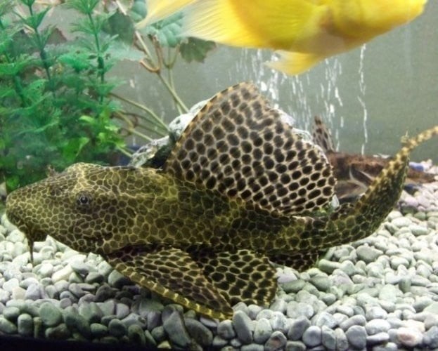 pleco algeneter, Vis, Zoetwatervis