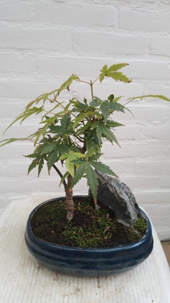 Bonsai Acer Palmatum met Rots, Tuin en Terras, Bloeit niet, Halfschaduw, Overige soorten, Minder dan 100 cm