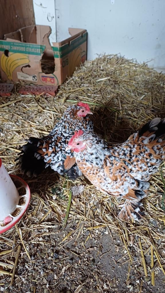 Sabelpoot krielkippen, Dieren en Toebehoren, Pluimvee