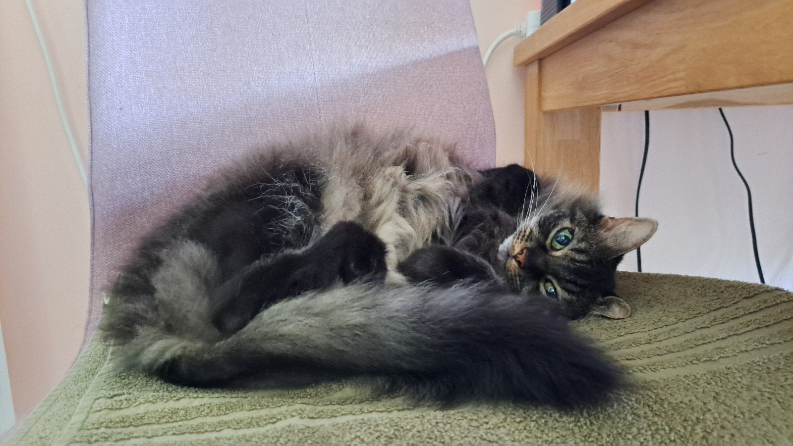 Lief poesje van 8 jaar zoekt een nieuw thuis, Dieren en Toebehoren, Poes, 6 jaar of ouder
