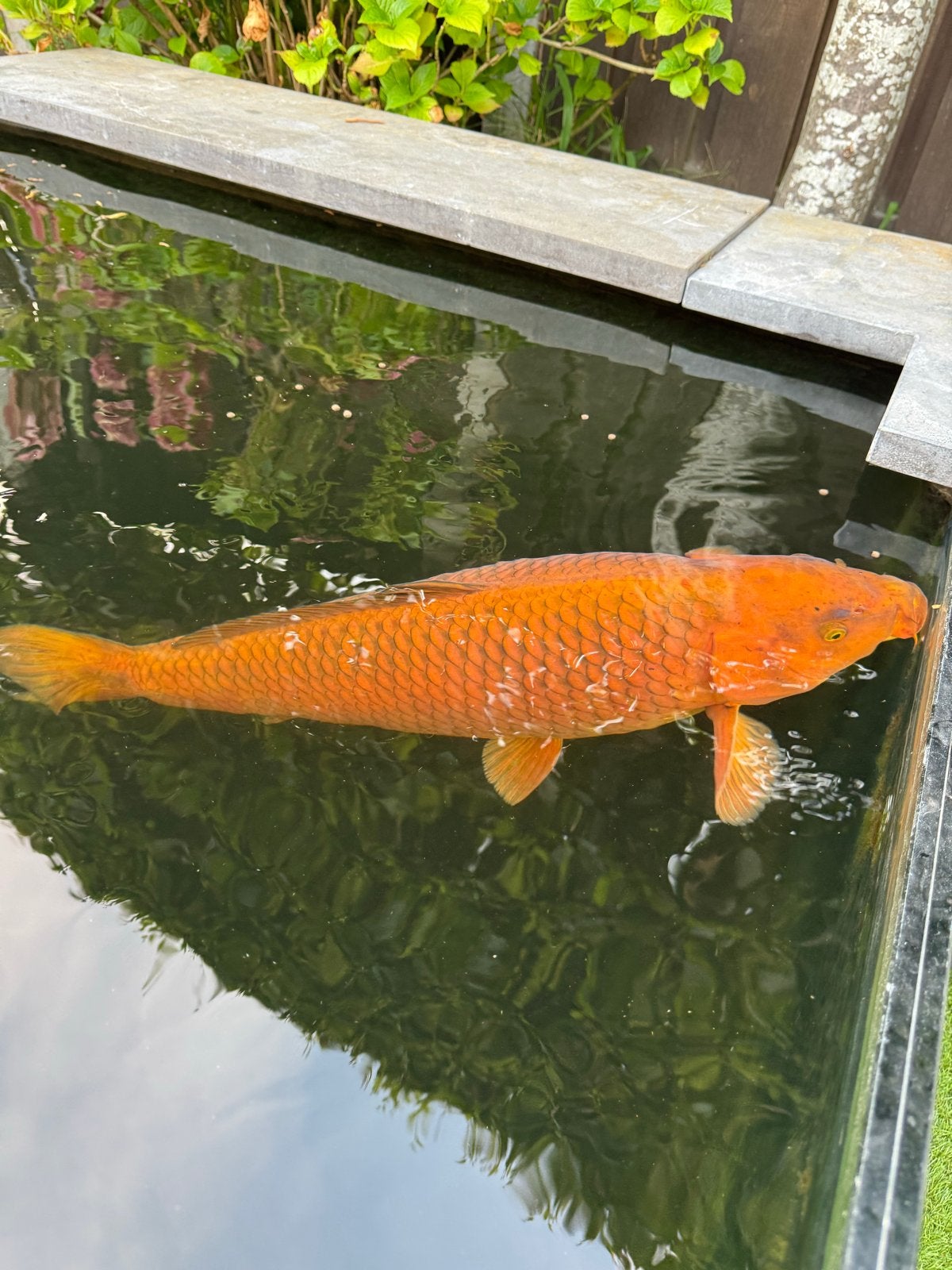 2 koi s tekoop, Karper of Koi
