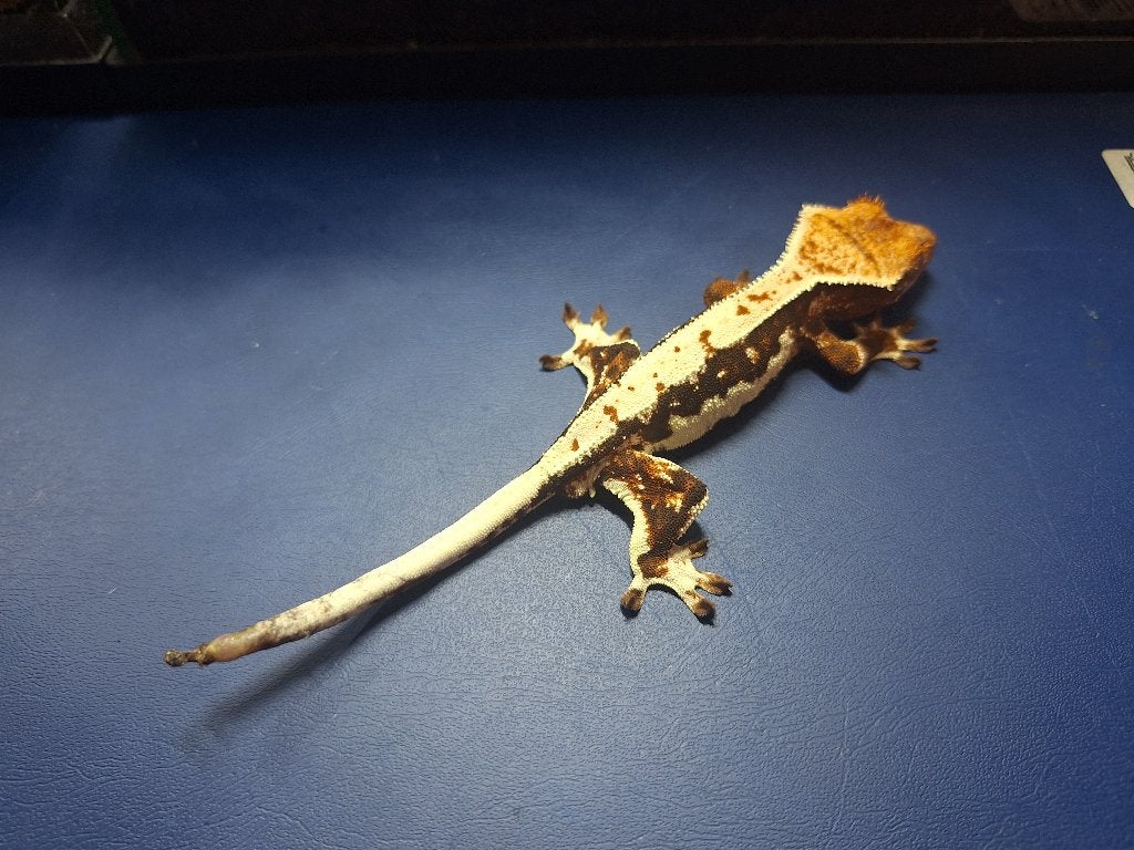 Jonge wimpergekko – vrouwtje, Dieren en Toebehoren, Reptielen en Amfibieën, Hagedis, Tam, 0 tot 2 jaar