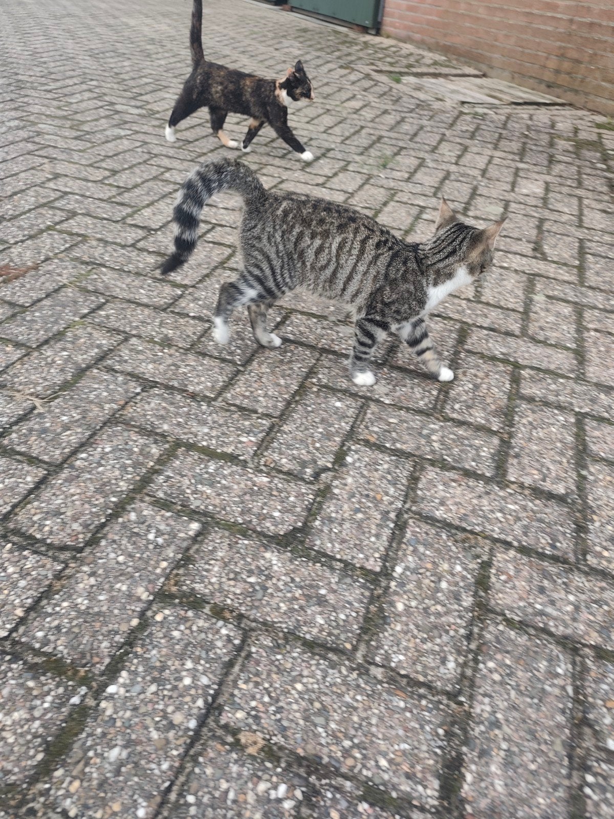 boerderij kitten, Kater