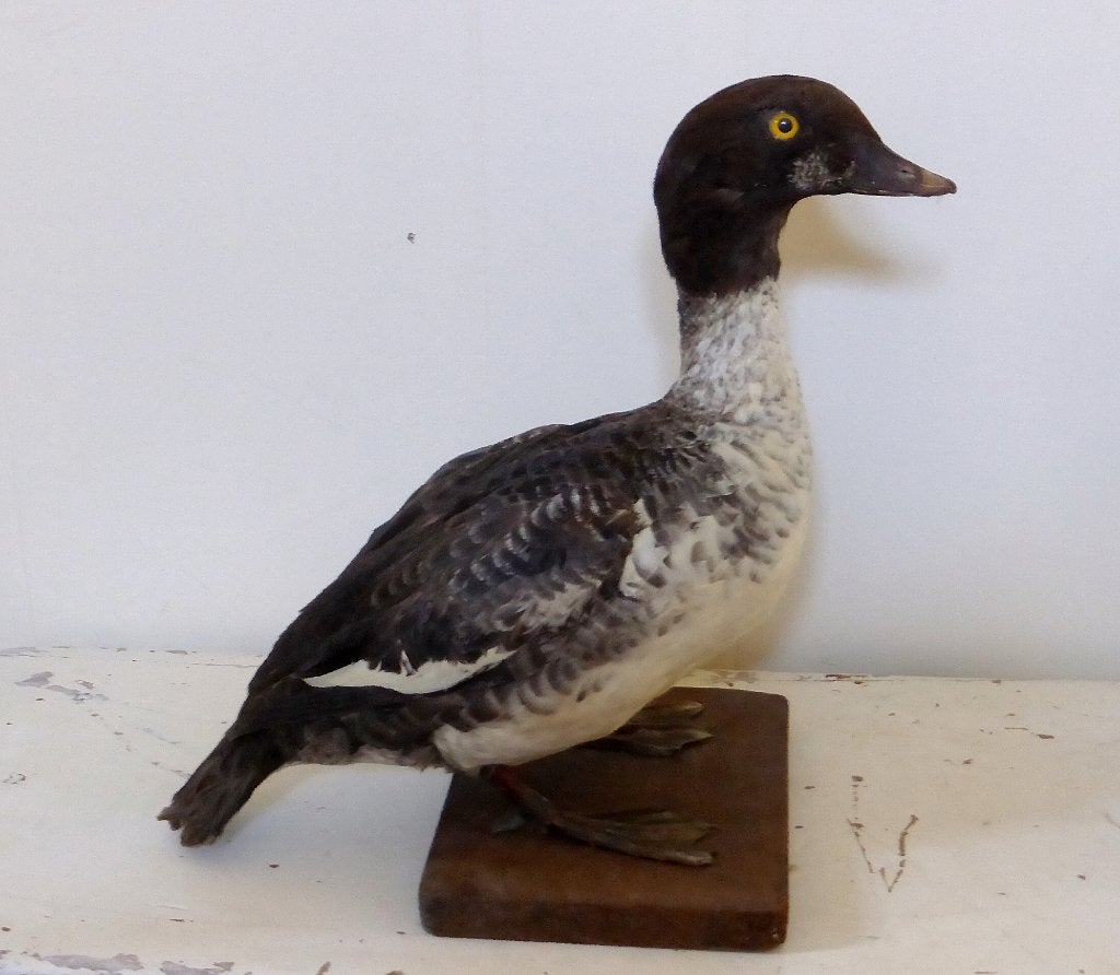 APARTE opgezette brilduiker EEND / Taxidermie eenden opgezet, Verzamelen, Dierenverzamelingen, Zo goed als nieuw, Opgezet dier