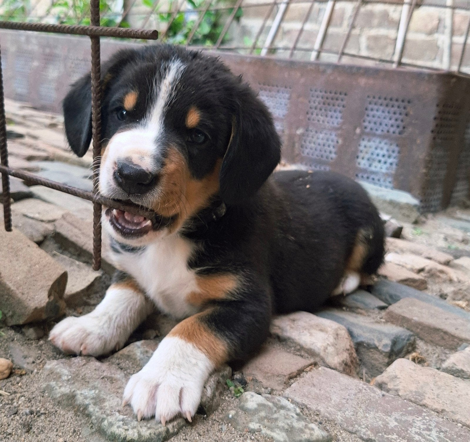 Entlebucher Sennenhond 5 pups, Dieren en Toebehoren, Overige rassen, 8 tot 15 weken, Parvo, Meerdere