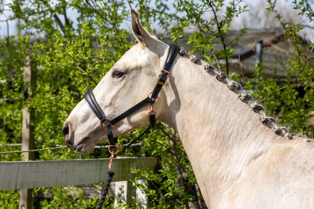 All rounder VALK, Dieren en Toebehoren, Paarden, Ruin, Niet van toepassing, Dressuurpaard, 0 tot 2 jaar