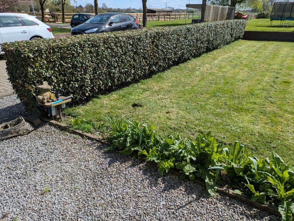 Olijfwilg (Elaeagnus ebbingei) 40 stuks 100 cm, Ophalen