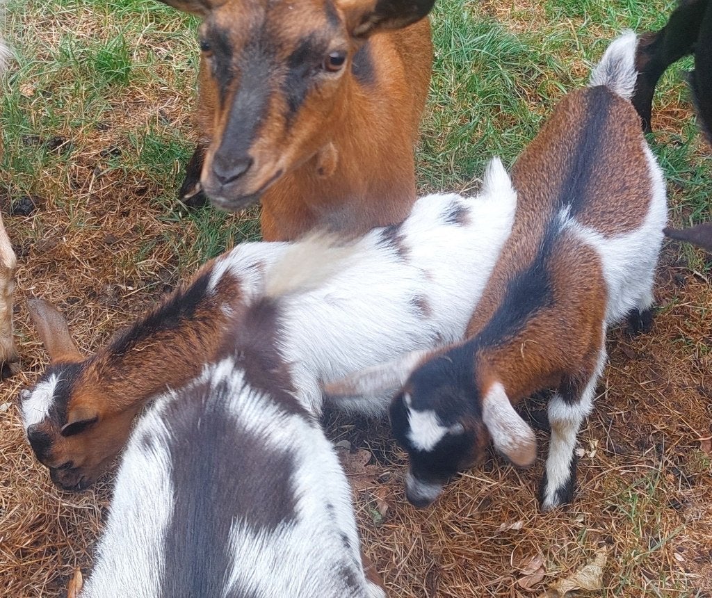 geiten, Dieren en Toebehoren, Vrouwelijk, Geit, 0 tot 2 jaar