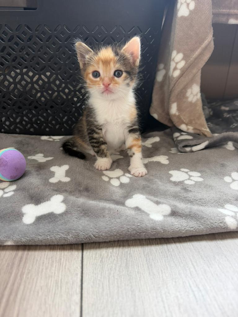 Hele lieve kittens, Dieren en Toebehoren, Katten en Kittens | Overige Katten, Kortharig, Meerdere dieren, 0 tot 2 jaar