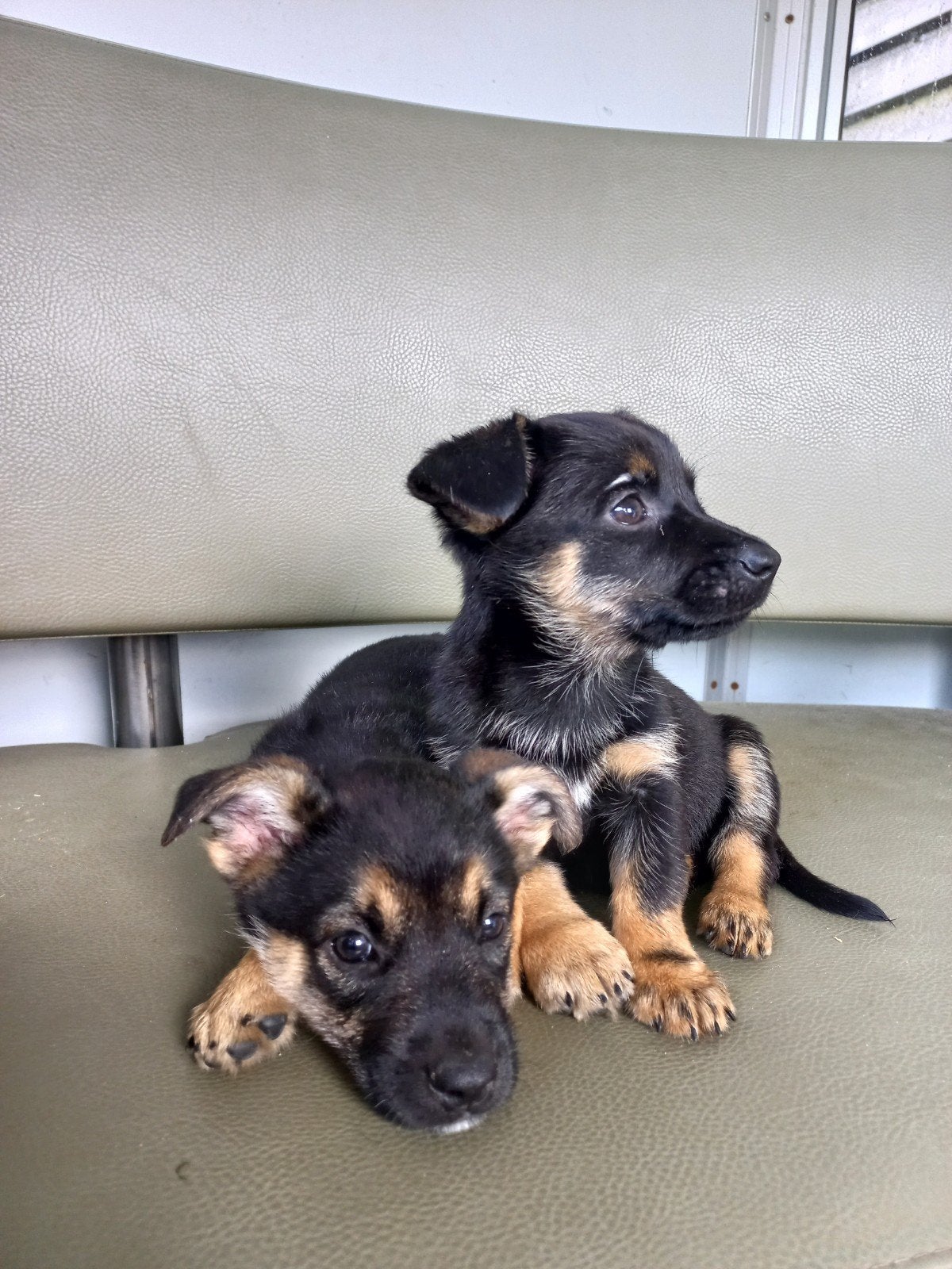 Pups kruising herder, 8 tot 15 weken, Meerdere, Meerdere dieren, Herder