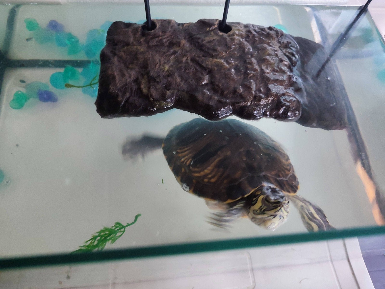 Waterschildpad Turtle photo 5