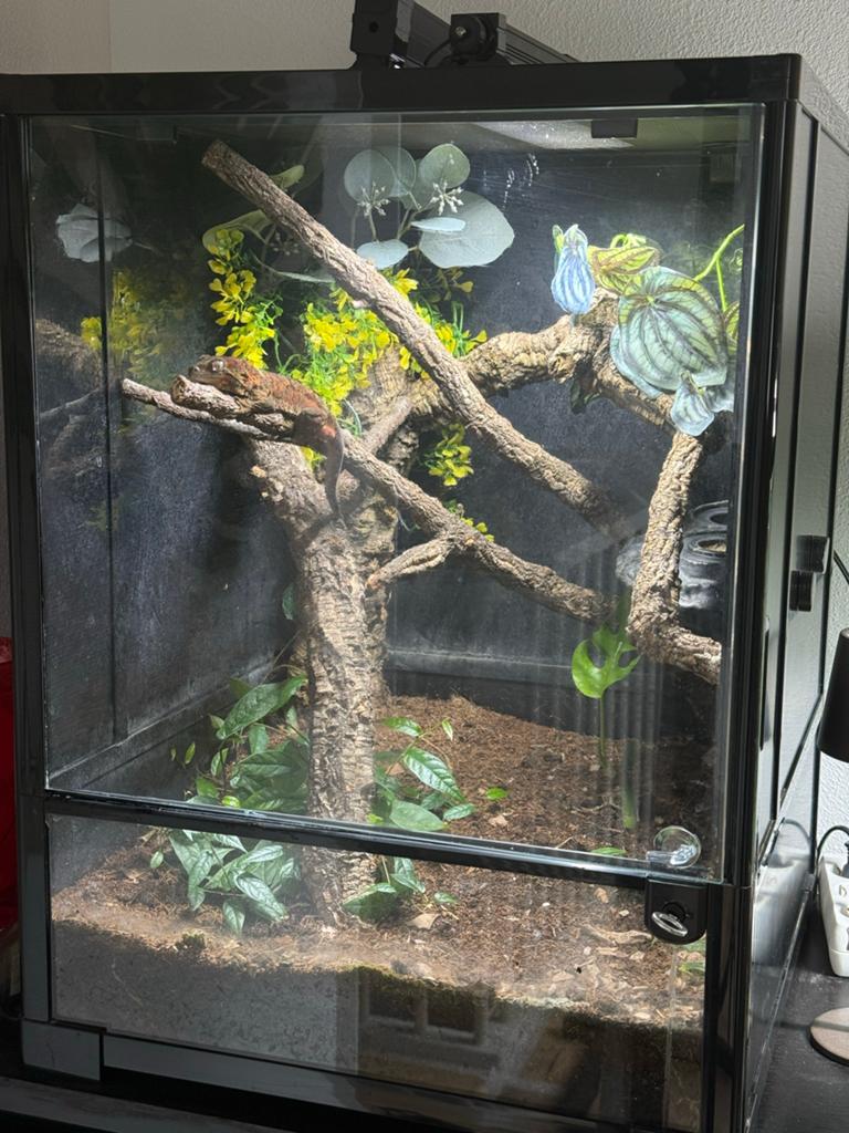 Mooie Mainland Chahoua Gekko, terrarium habistat 45x45x60., Dieren en Toebehoren, Reptielen en Amfibieën, Hagedis, 0 tot 2 jaar