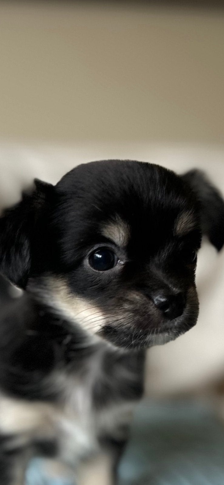 Mooie raszuivere chihuahua pups, Parvo, België, Particulier, 8 tot 15 weken