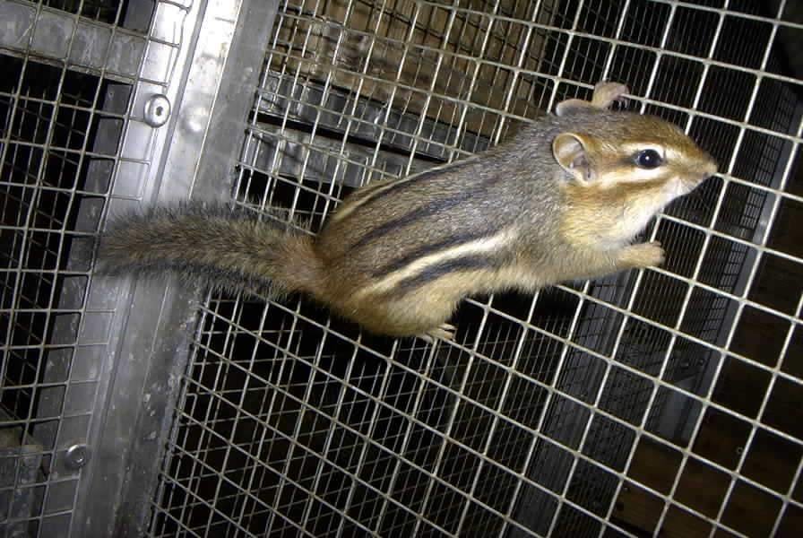 eekhoorn 1 Männchen + 3 Weibchen Amerikanische Backenhörnch, Dieren en Toebehoren, Cavia, Januari, Meerdere dieren, Tam