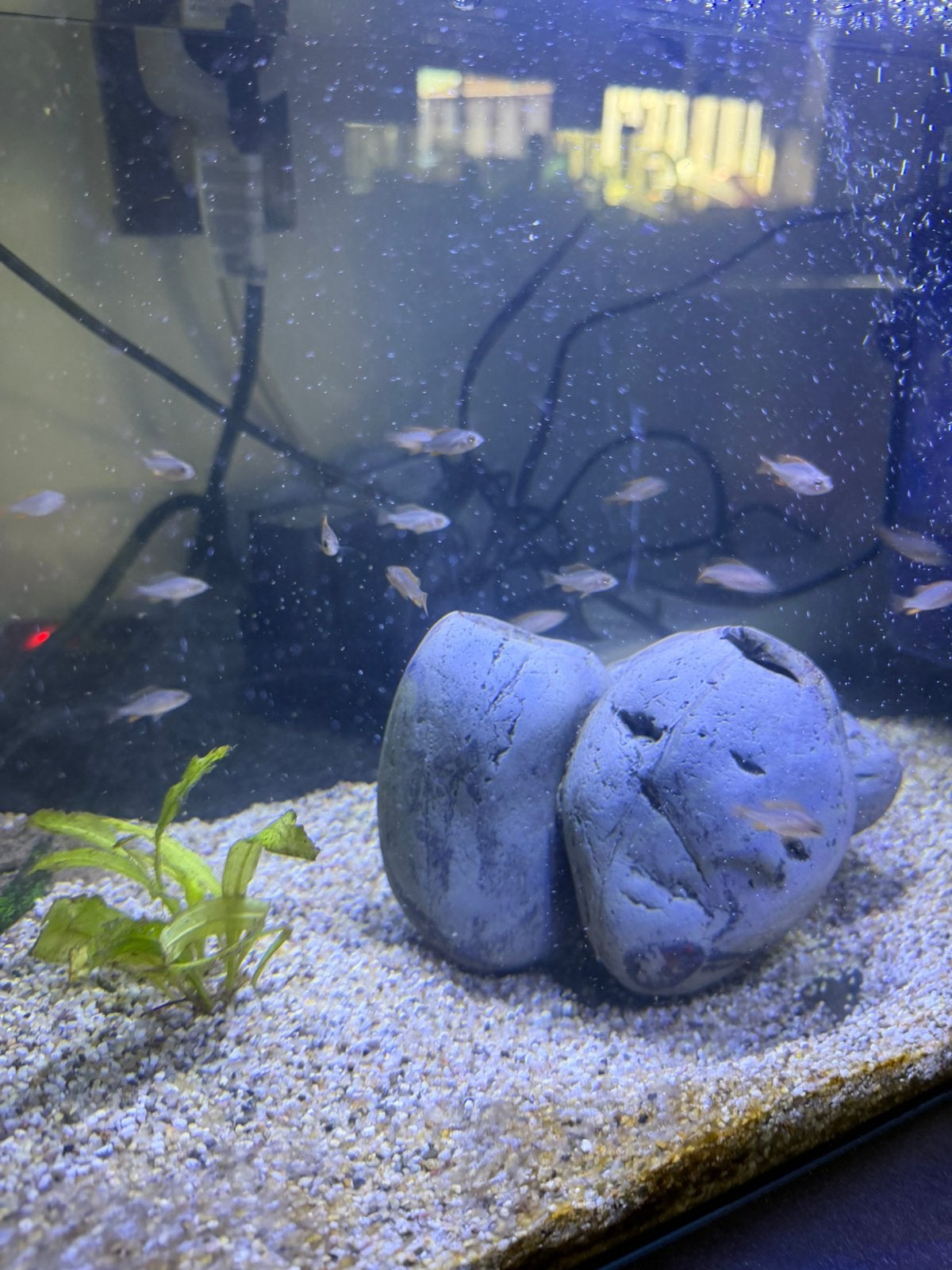 Malawi chiclide, Dieren en Toebehoren, Vissen | Aquariumvissen, Vis