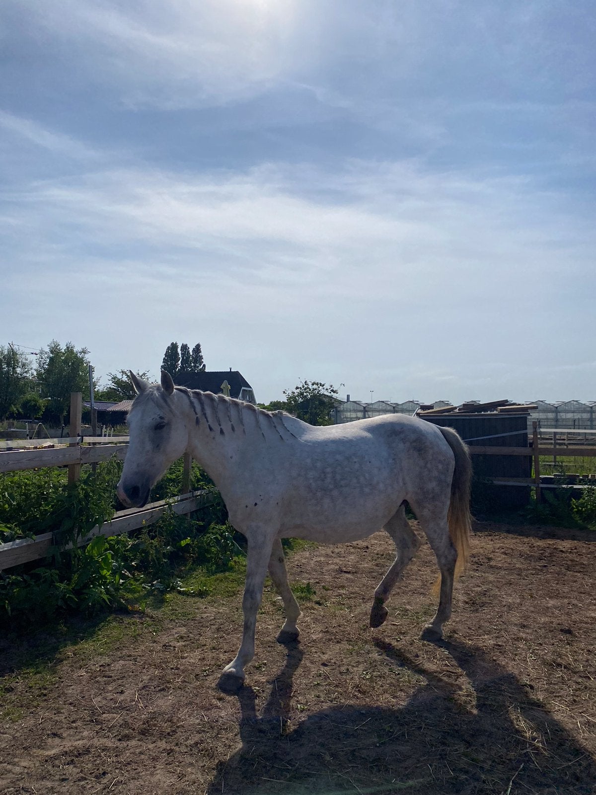 Verzorger gezocht, Dieren en Toebehoren, Paarden en Pony's | Verzorgingsproducten, Ophalen of Verzenden