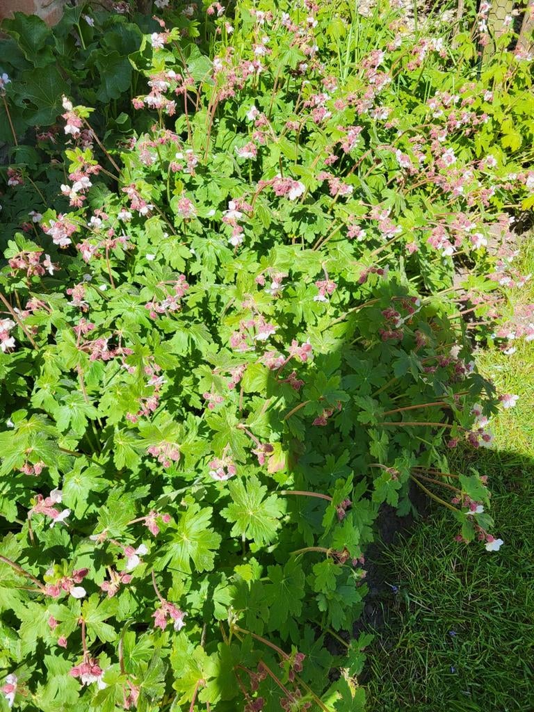 Geranium, Ophalen, Bodembedekkers, Volle zon
