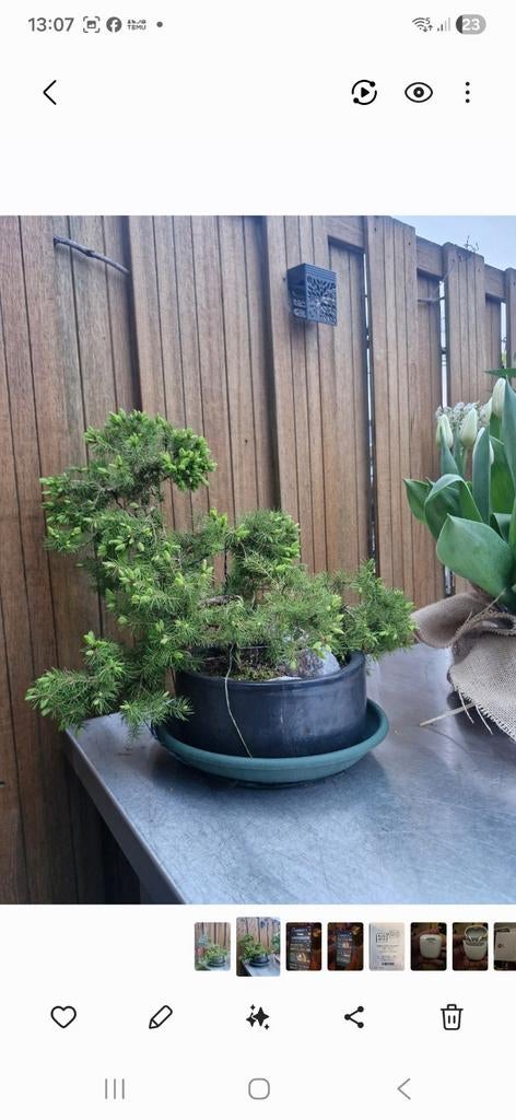 Prachtige Bonsai Conifeer - Perfect voor Buiten, Tuin en Terras, Overige soorten, Vaste plant, Ophalen of Verzenden, Bloeit niet