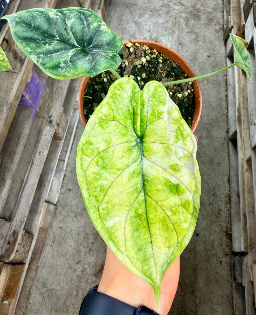 Alocasia Dragon Scale Stardust p12, Huis en Inrichting, Kamerplanten, Ophalen of Verzenden
