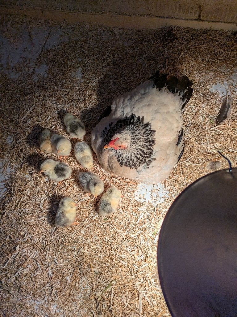 wyandotte columbia krielkip met kuikens of enkel kuikens, Dieren en Toebehoren, Pluimvee, Meerdere dieren, Kip