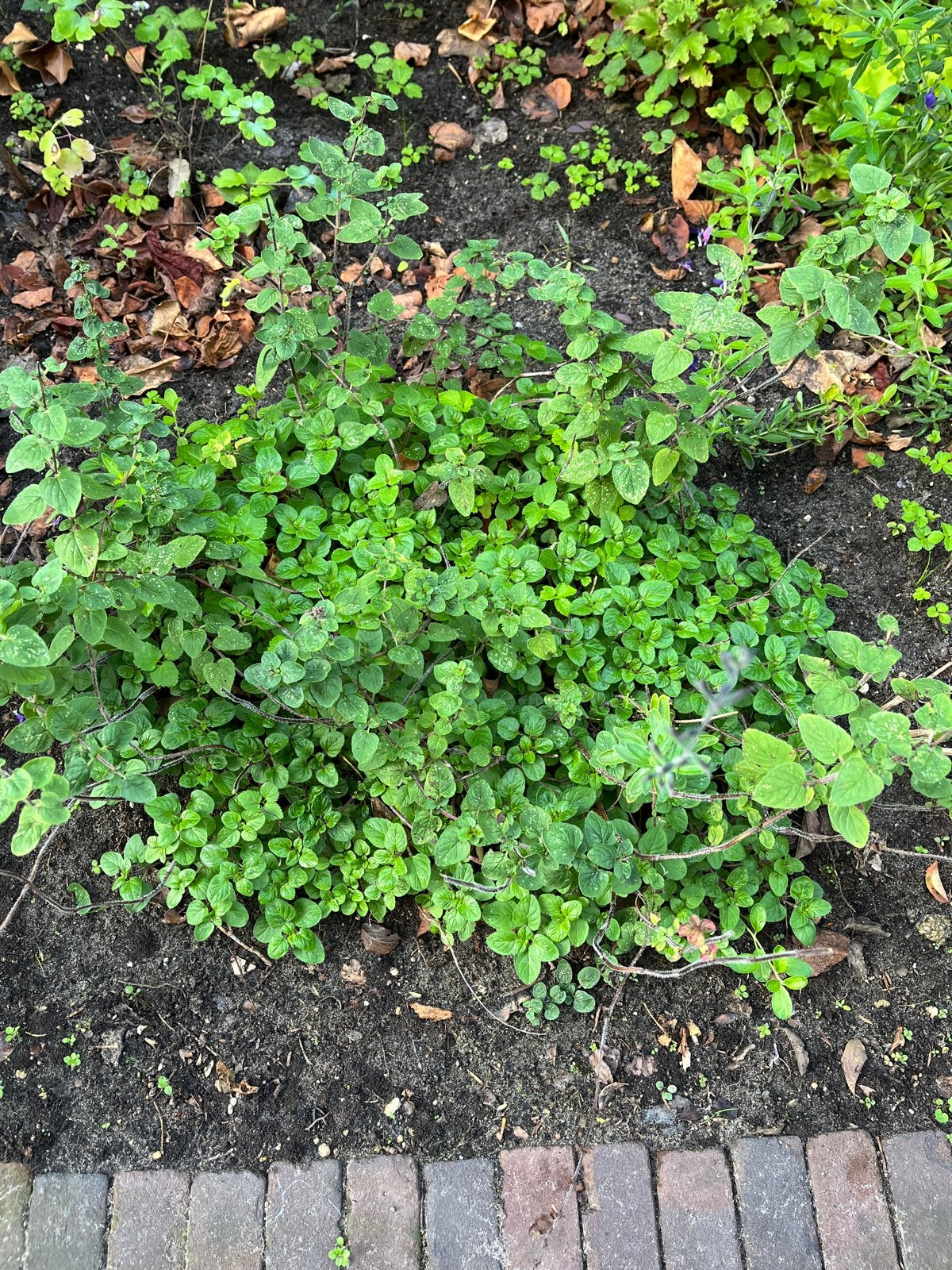 Wilde Marjolein (Oregano) voor in je kruidentuin | gratis, Ophalen, Volle zon, Vaste plant, Kruiden