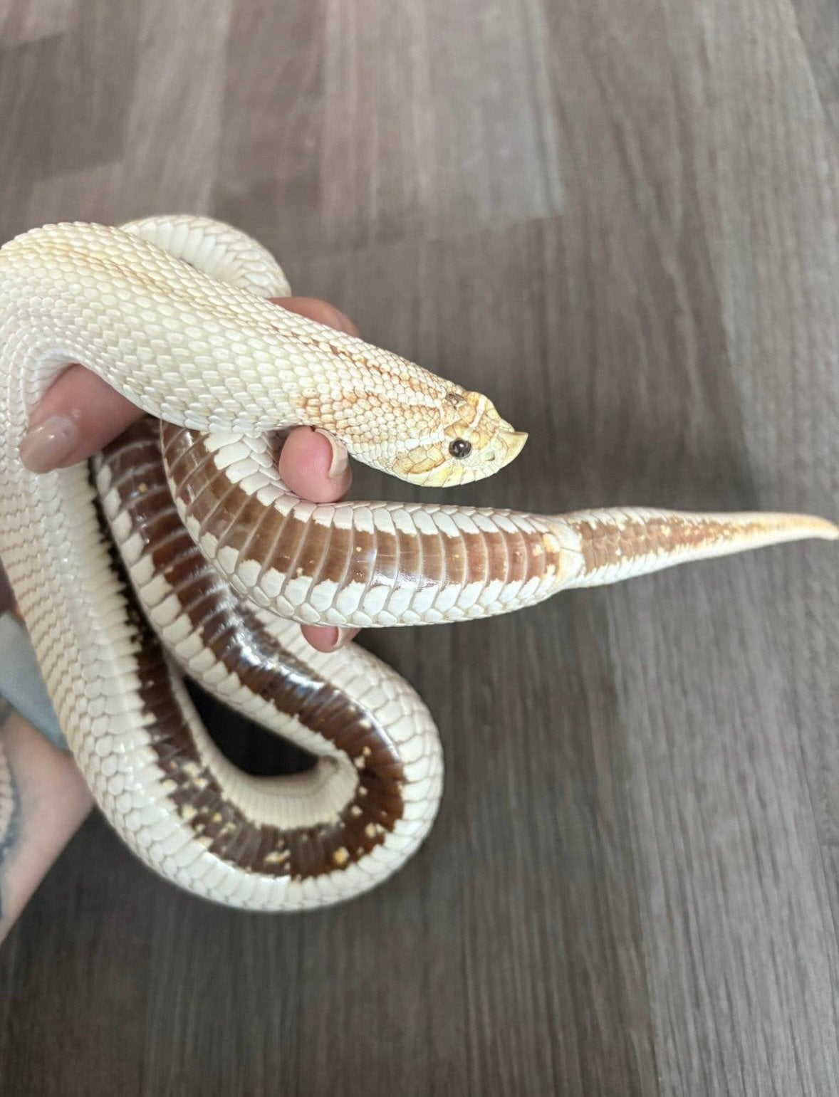 Haakneusslang Candy vrouw Hognose Snake - female for sale from melissa