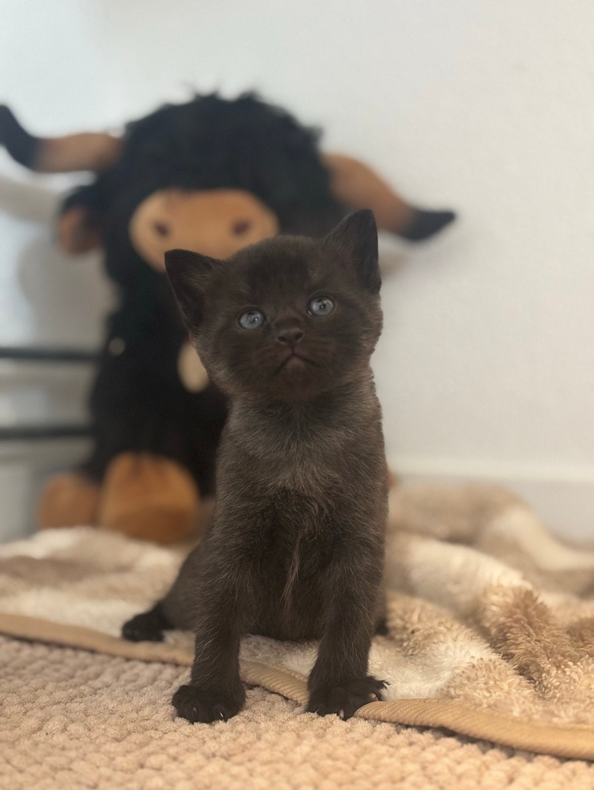 6 lieve gezonden kittens, Dieren en Toebehoren, Meerdere dieren, Ontwormd, 0 tot 2 jaar